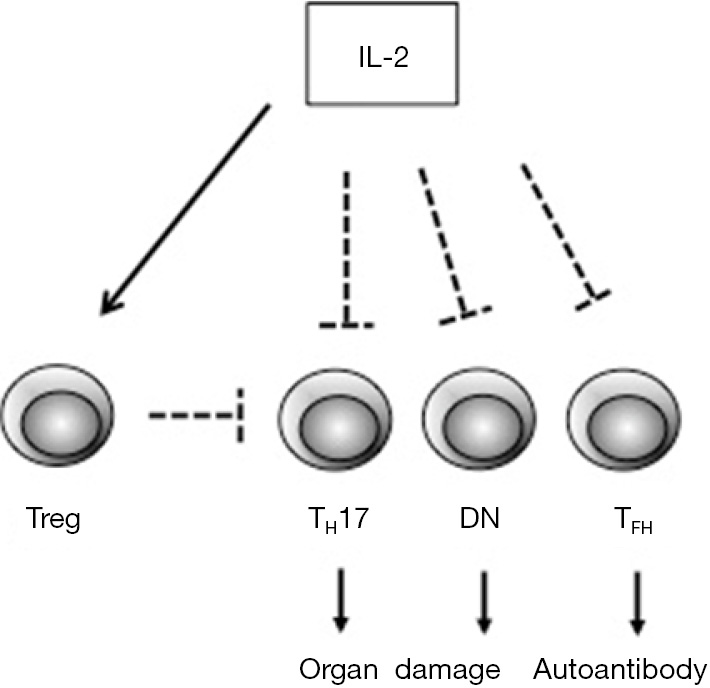 Lowdose interleukin2 as a regulatoy for systemic lupus
