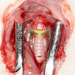 Click on image to zoom