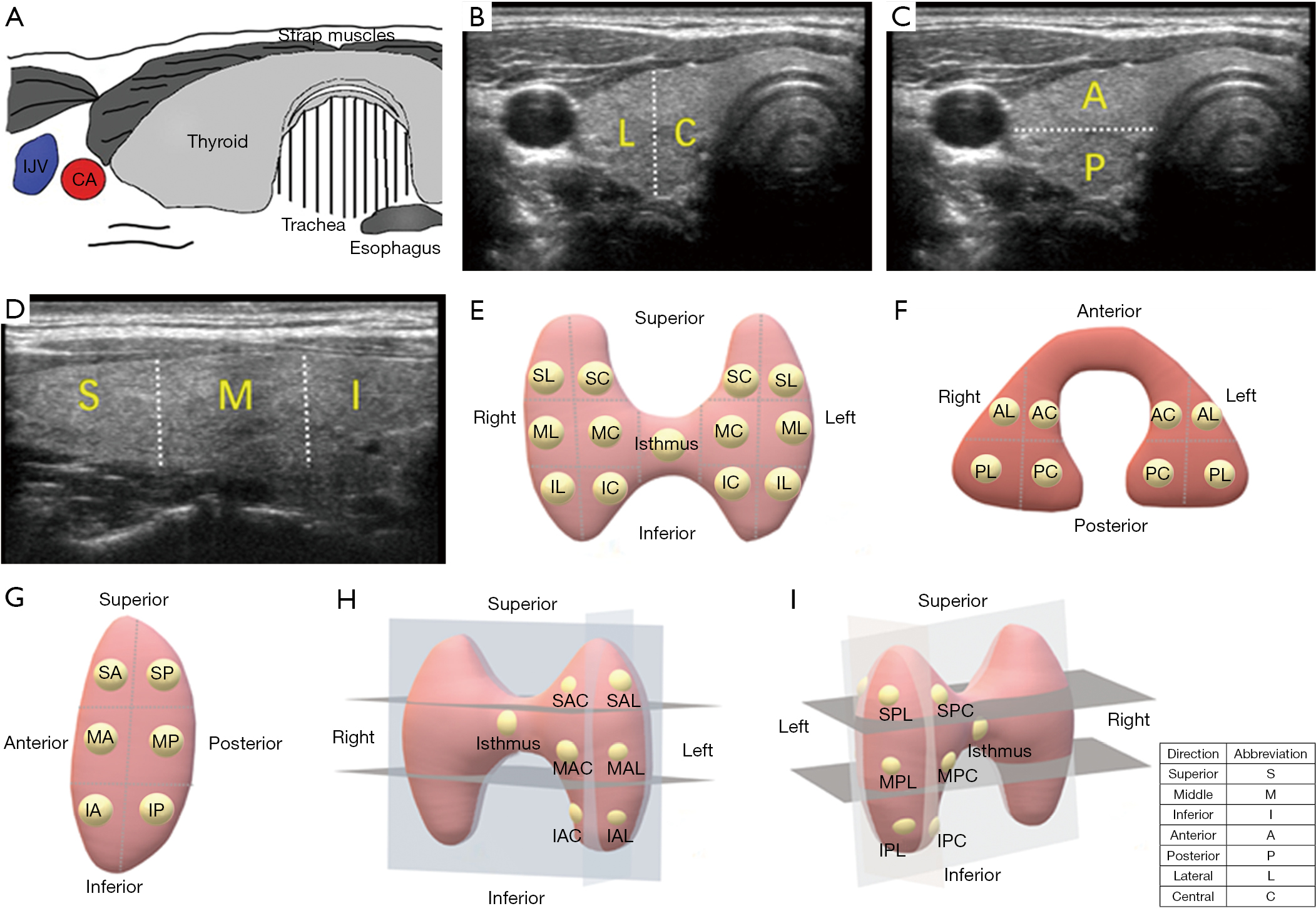 The Association Between Tumors Location And Cervical Lymph Nodes