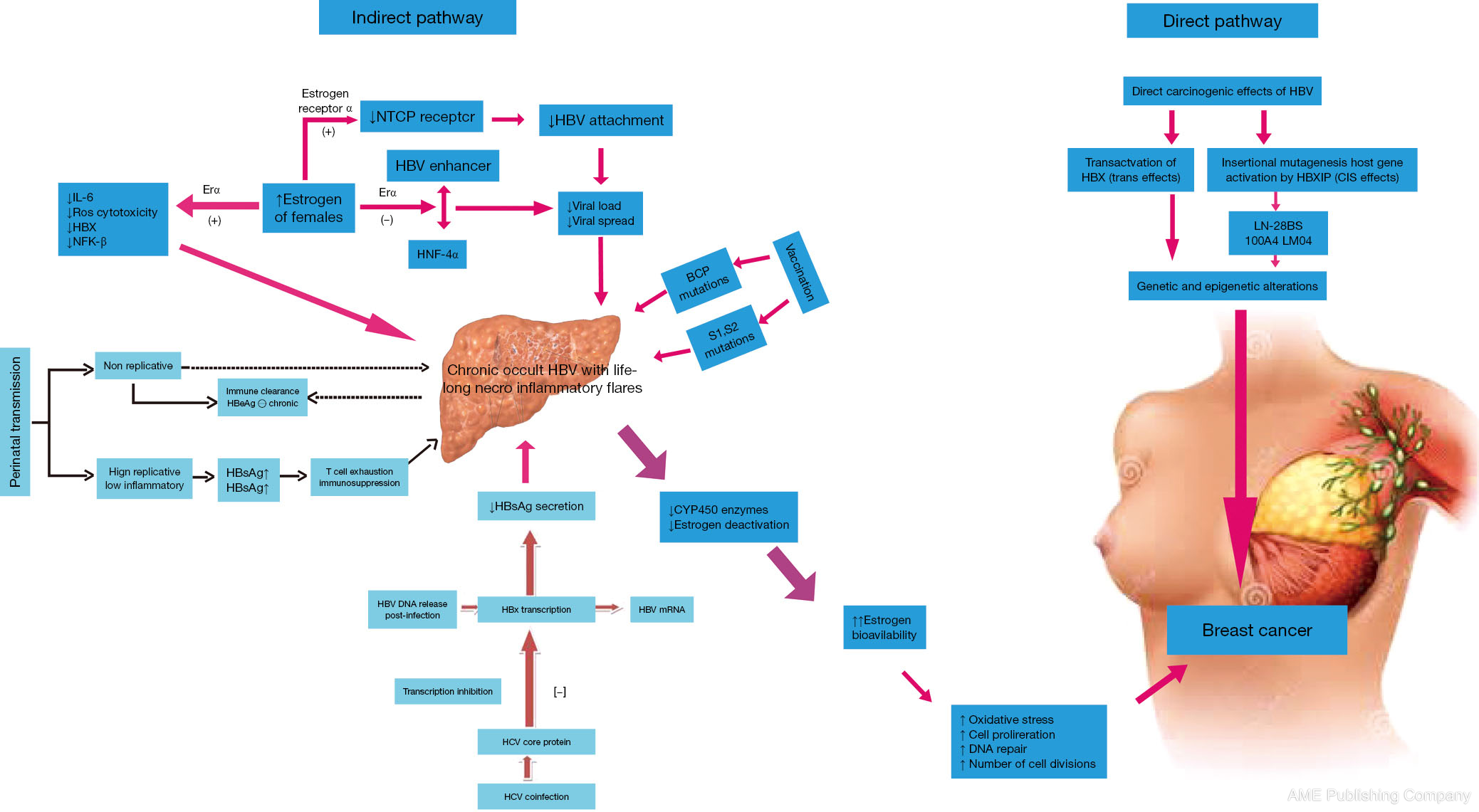 Does Hepatitis B Virus Infection Cause Breast Cancer Adhikari Chinese Clinical Oncology