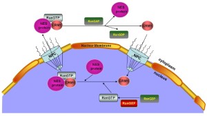 Click on image to zoom Figure 1