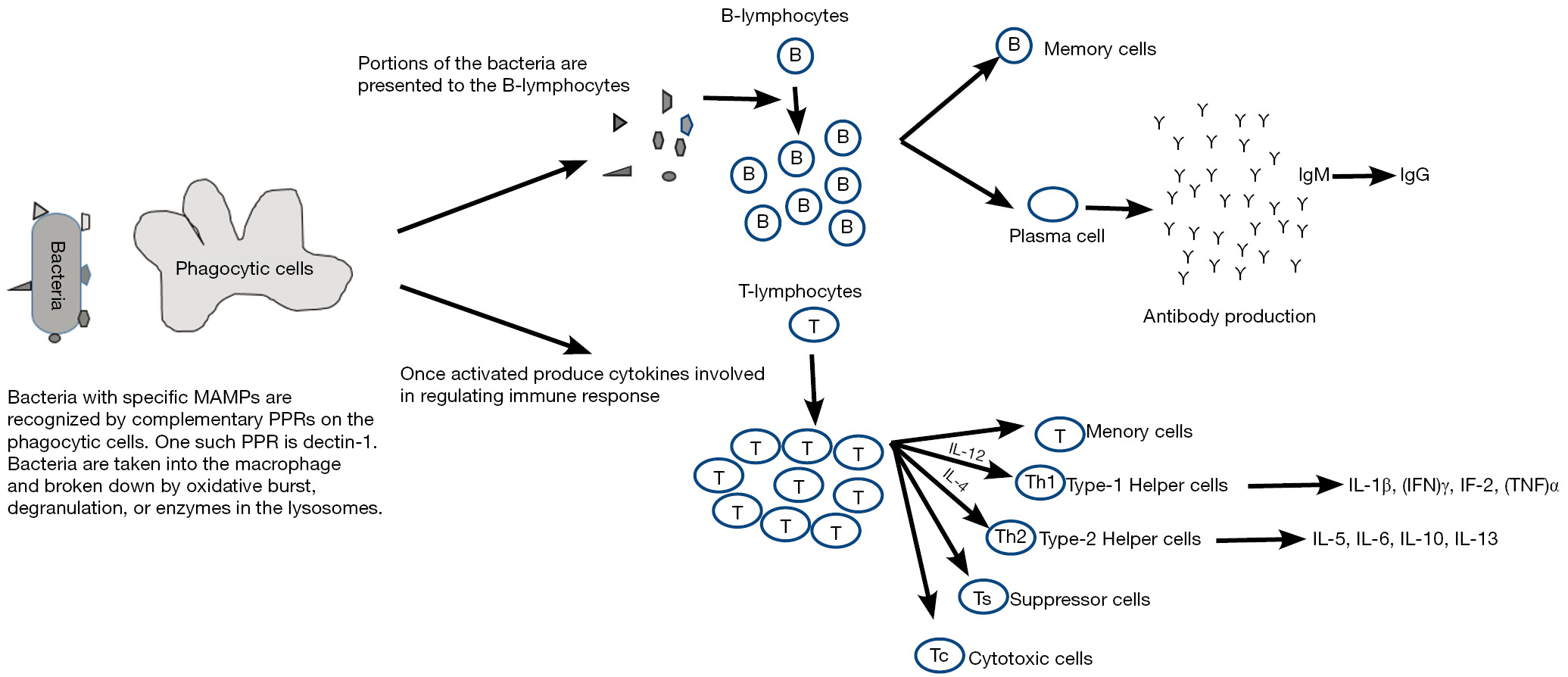 Barley β-glucan in poultry diets - Jacob - Annals of Translational Medicine