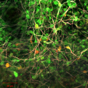 Click on image to zoom