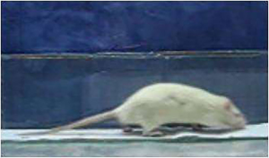 Click on image to zoom