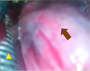 Click on image to zoom
