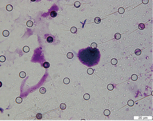 Click on image to zoom