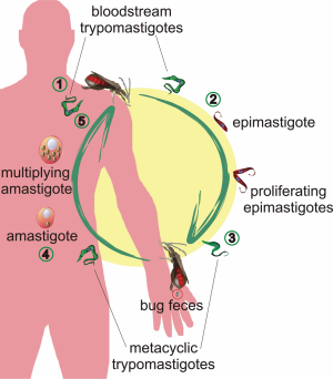 Click on image to zoom