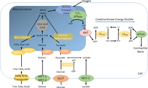 Click on image to zoom