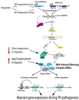 Click on image to zoom