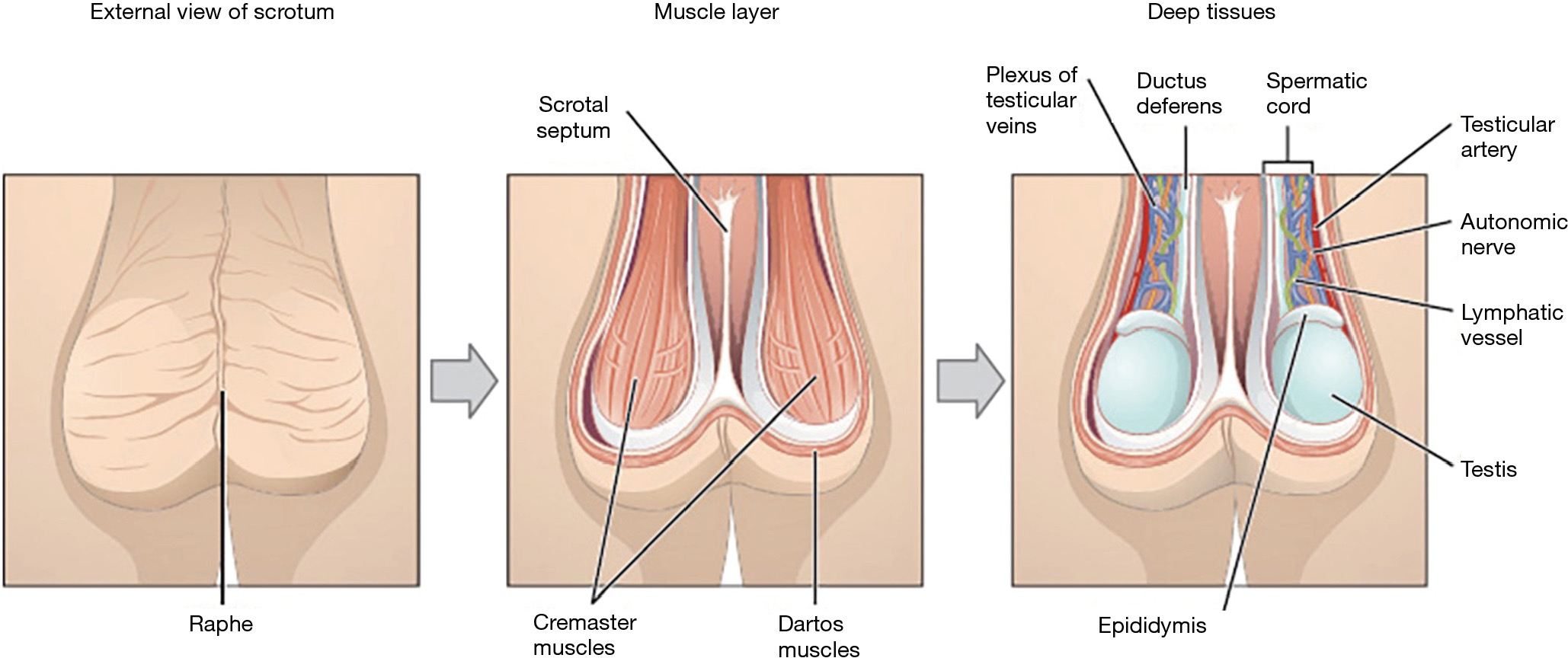 Anatomy And Physiology Of Chronic Scrotal Pain Patel Translational Andrology And Urology