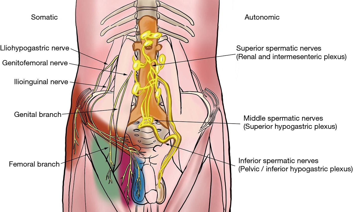 Anatomy And Physiology Of Chronic Scrotal Pain Patel Translational Andrology And Urology