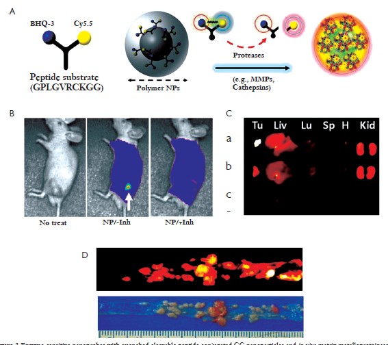 Cancer Cell Membrane-Biomimetic Nanoprobes with Two-Photon 