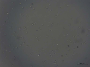 Click on image to zoom