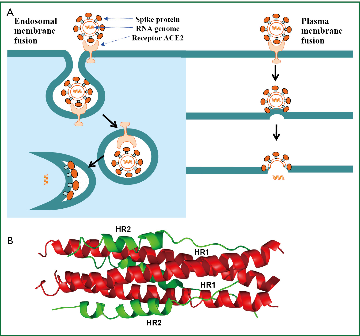 Receptorbinding domain as a target for developing SARS vaccines Zhu