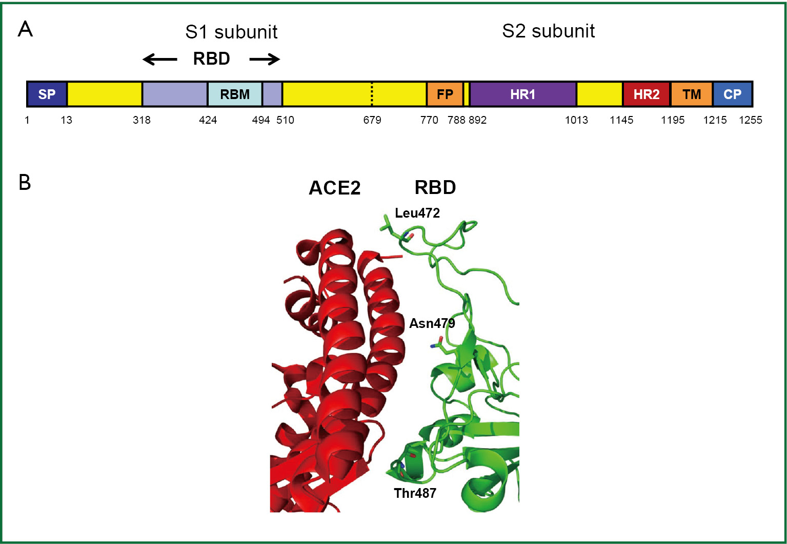 Receptorbinding domain as a target for developing SARS vaccines Zhu