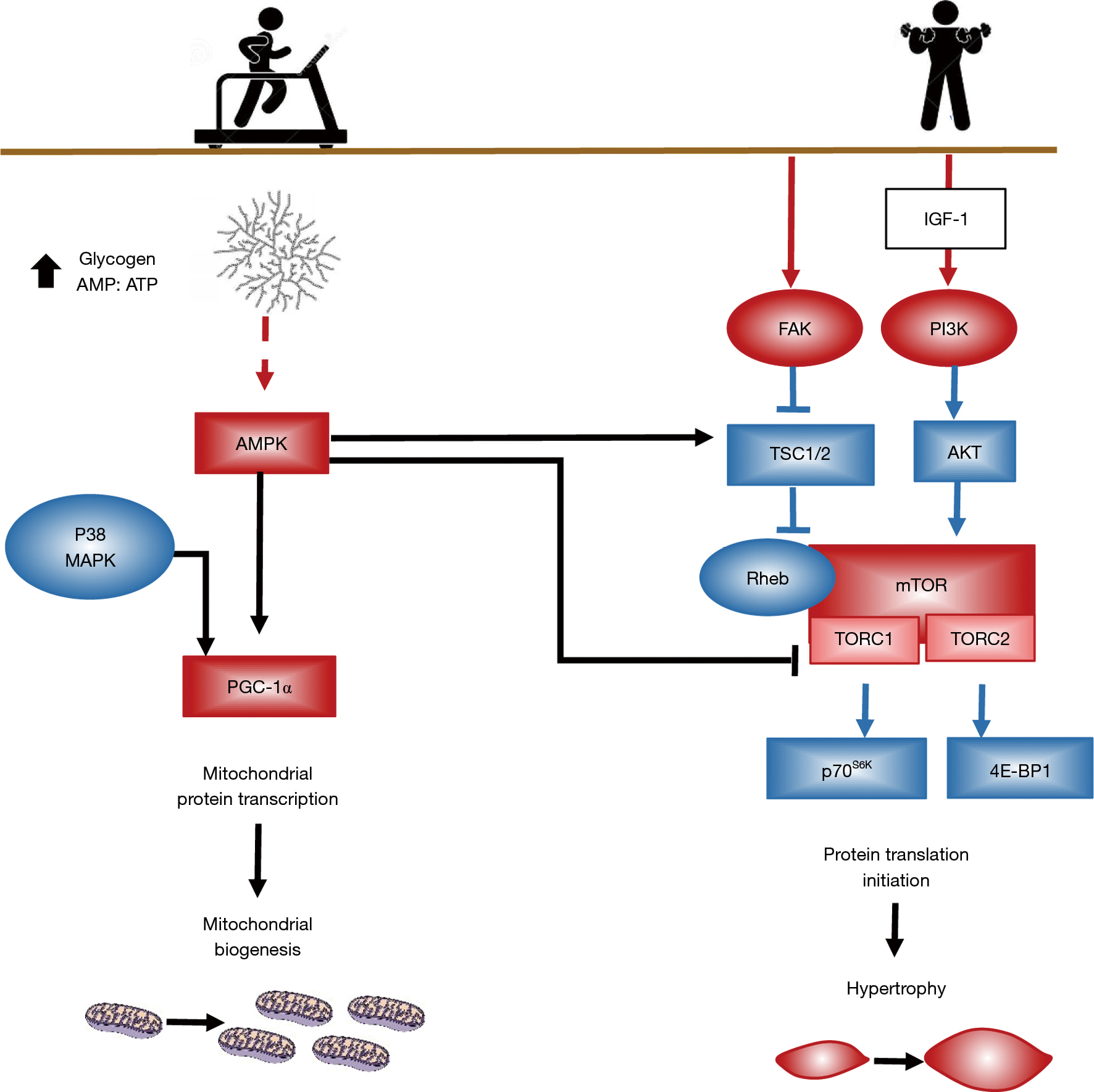 Can muscle protein metabolism be specifically targeted by exercise training in COPD? Simoes