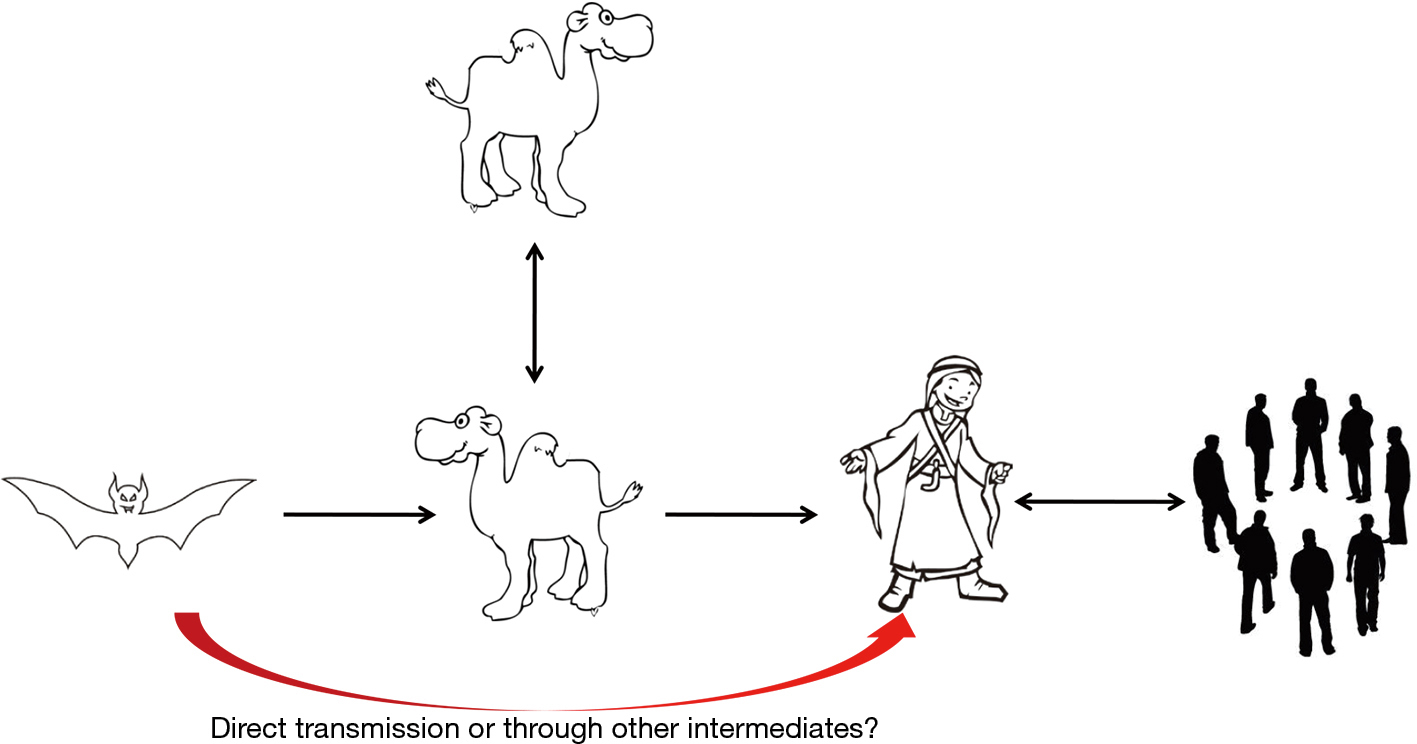 Current Understanding Of Middle East Respiratory Syndrome Coronavirus Infection In Human And Animal Models Wang Journal Of Thoracic Disease