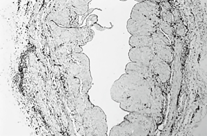 Click on image to zoom