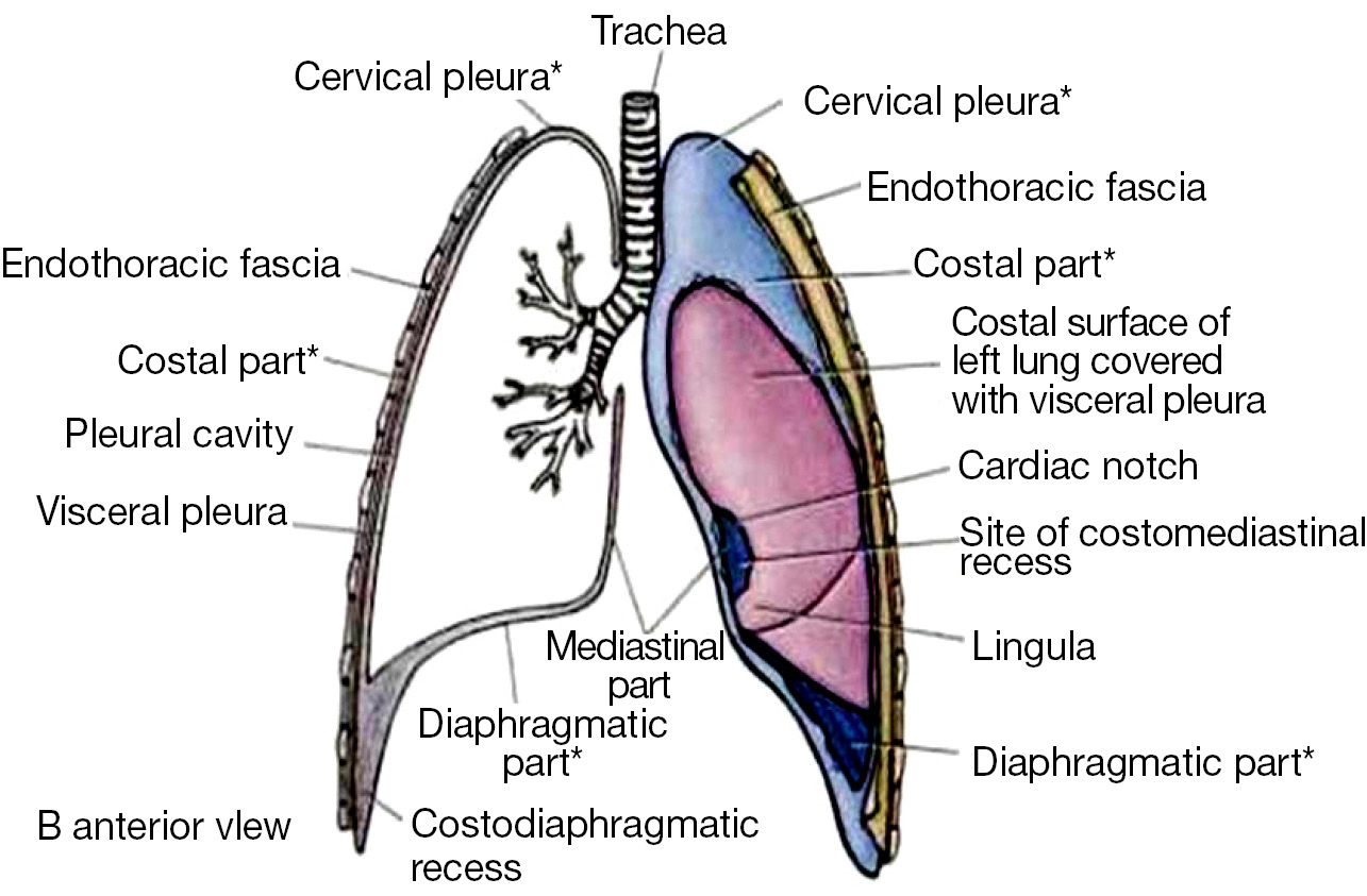 Diagram Of The Pleural Cavity