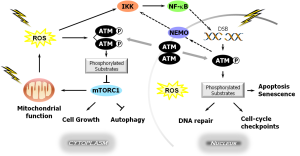 Click on image to zoom