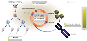 Click on image to zoom