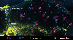 Click on image to zoom