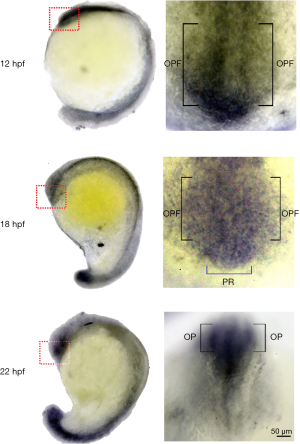 Click on image to zoom