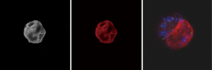 Click on image to zoom