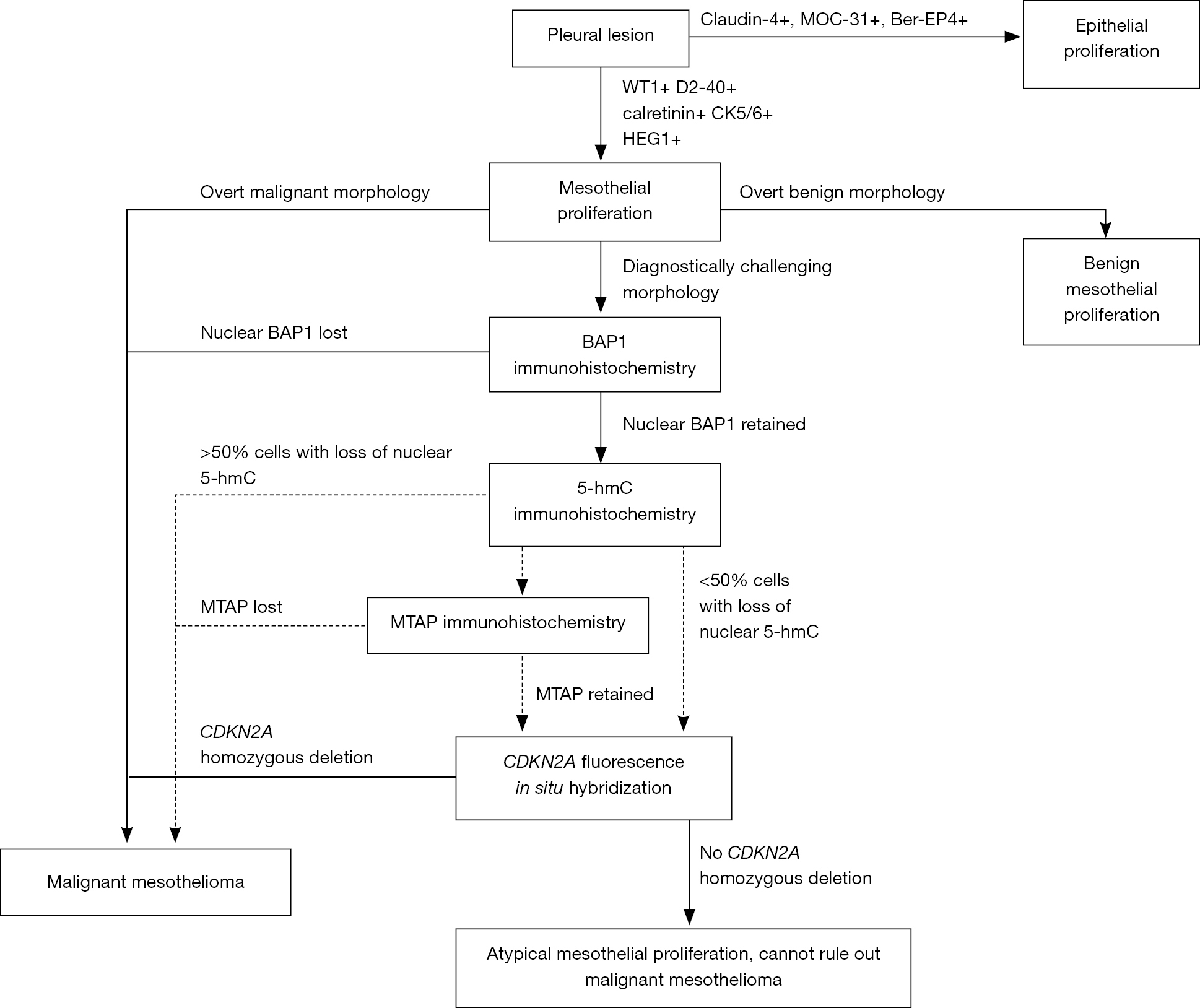 Application Of Immunohistochemistry In Diagnosis And Management Of Malignant Mesothelioma Chapel Translational Lung Cancer Research