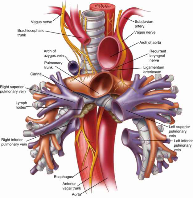 Surgical anatomy of the trachea - Furlow- Annals of Cardiothoracic Surgery