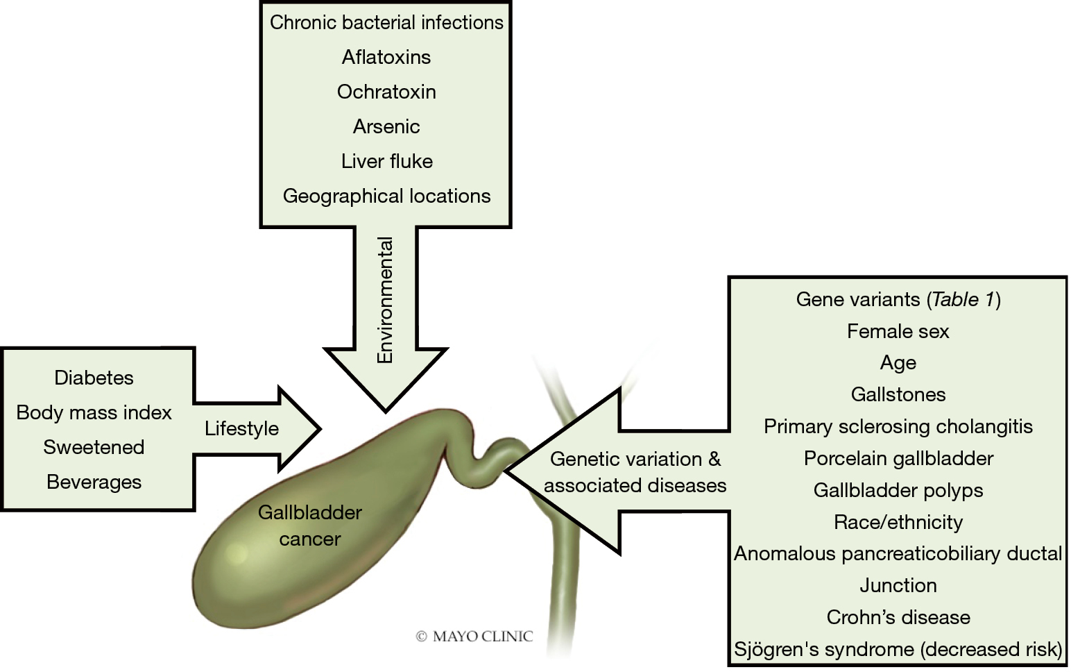 Gallbladder Cancer Epidemiology And Genetic Risk Associations Schmidt Chinese Clinical Oncology
