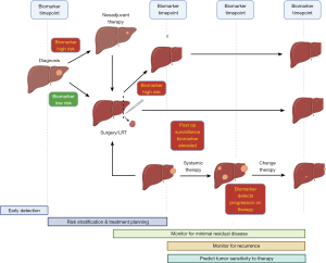 Frontiers | Spleen Radiomics Signature: A Potential