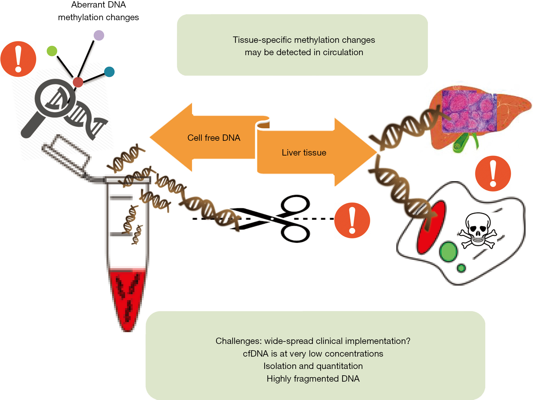 Cellfree DNA methylation as liquid biopsy for the assessment of