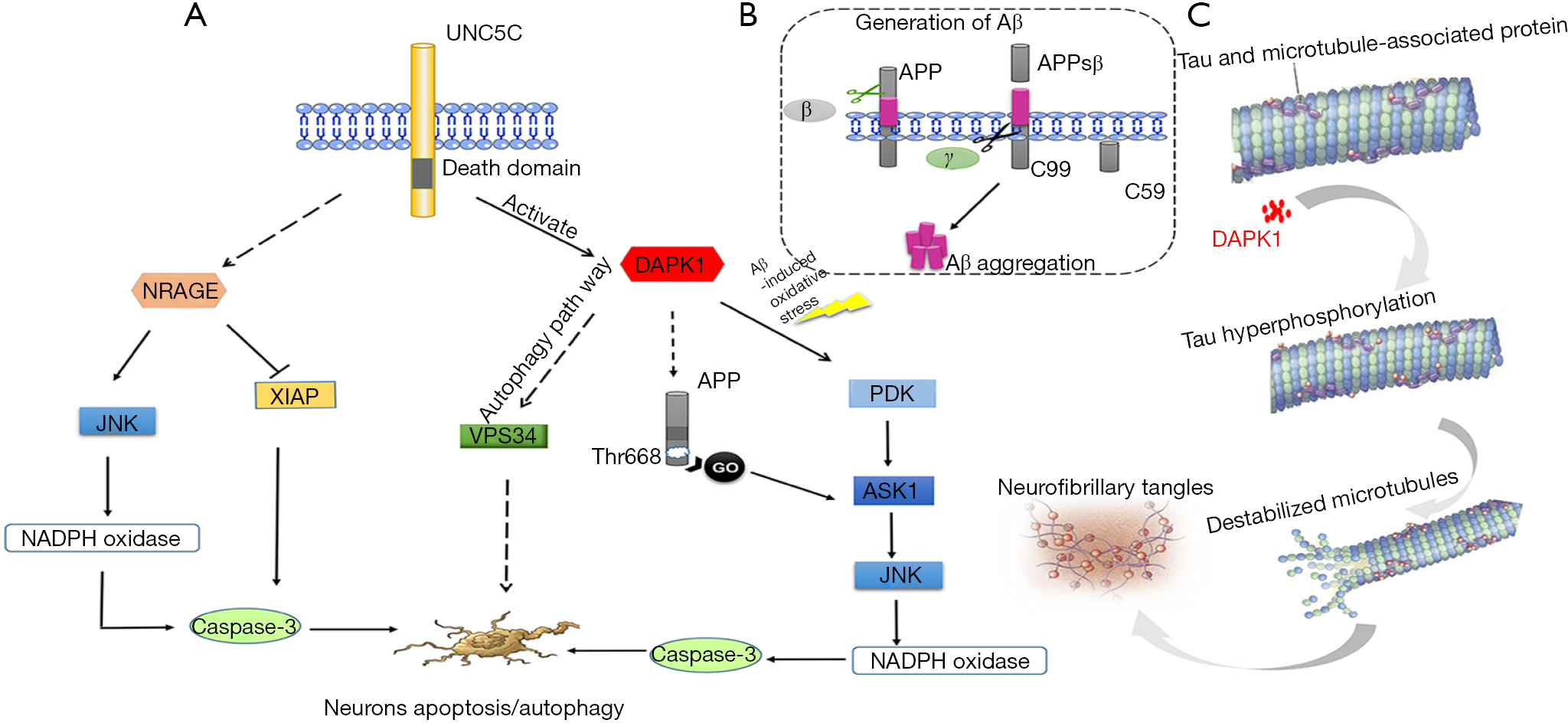 The role of UNC5C in Alzheimer’s disease - Li - Annals of Translational ...