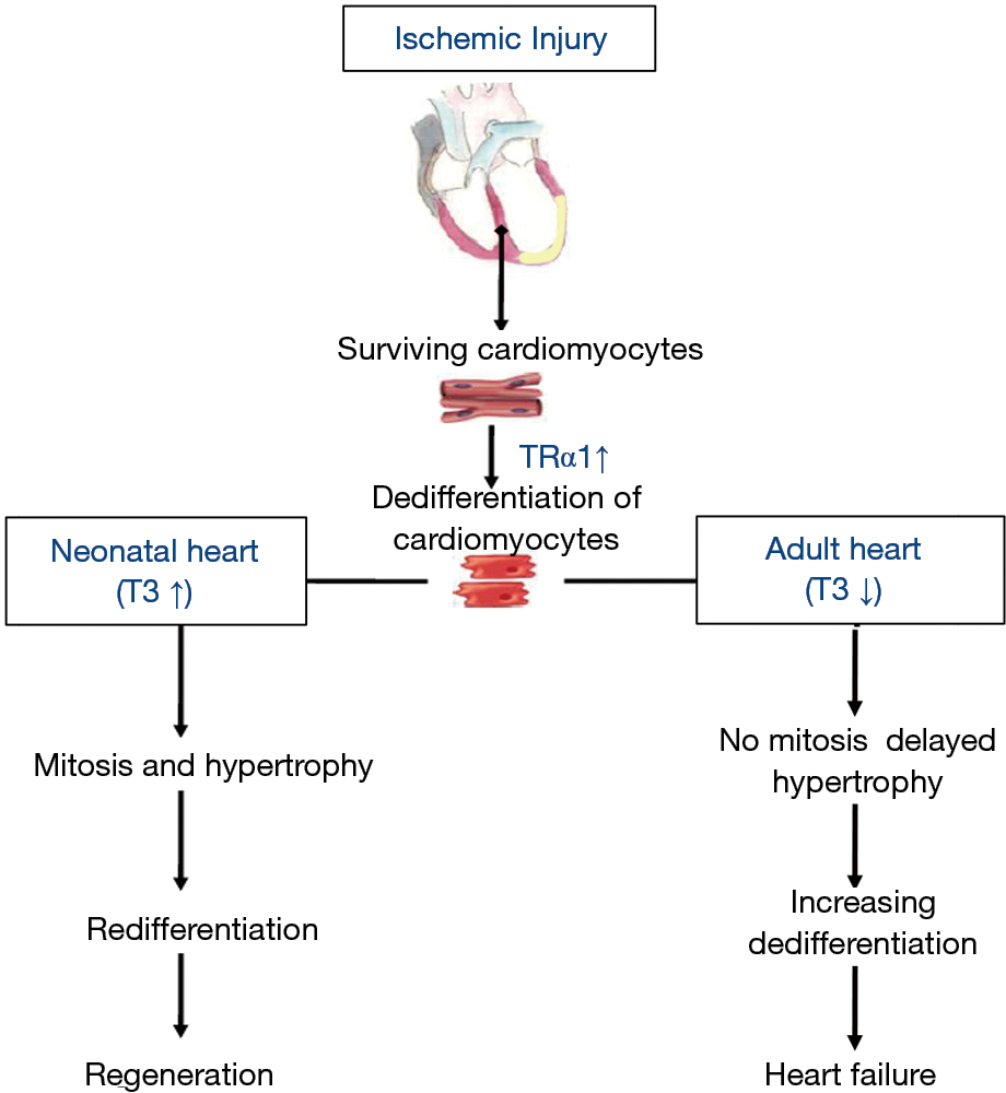 Thyroid Hormone Receptor A1 As A Novel Therapeutic Target For Tissue Repair Pantos Annals Of Translational Medicine