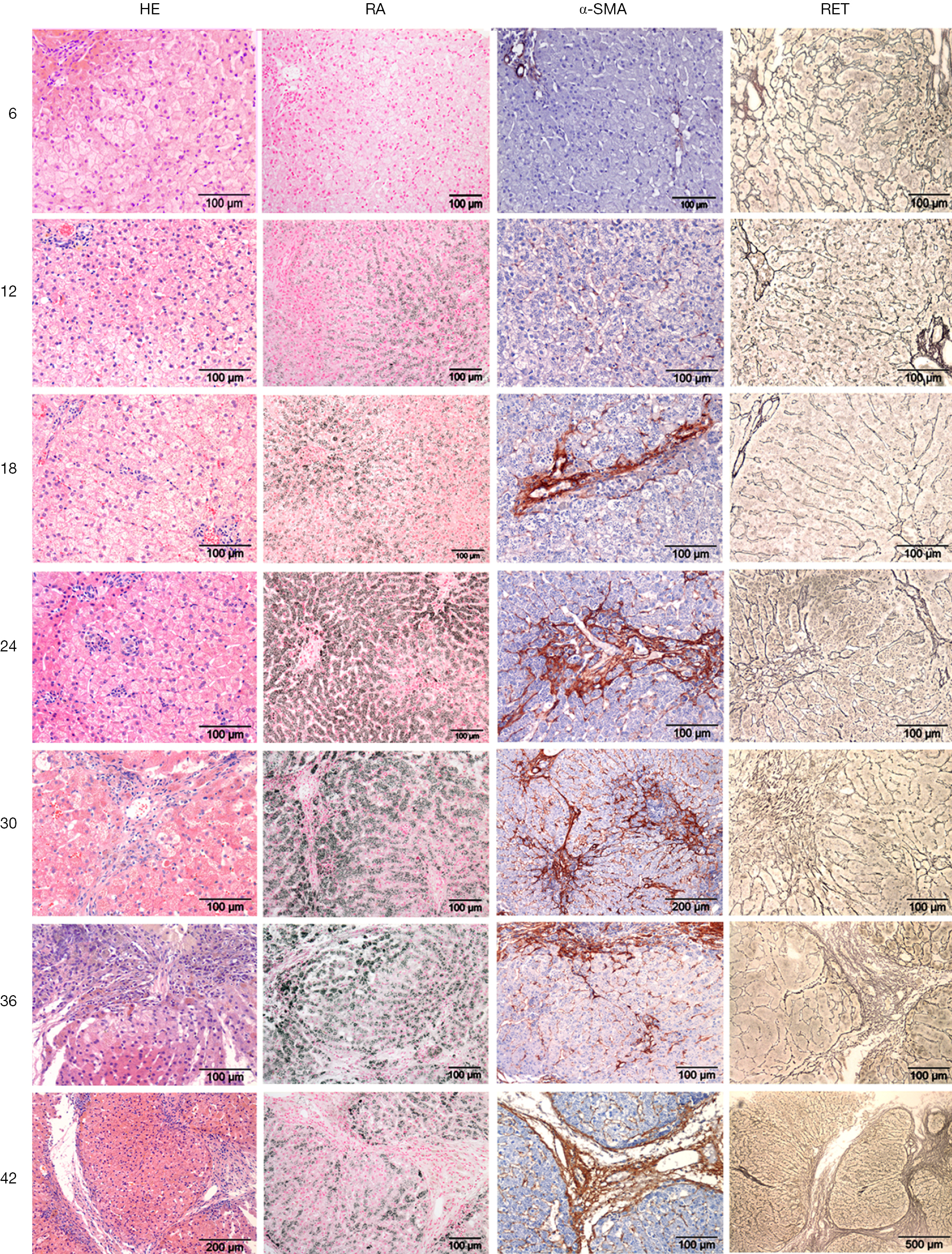 Preclinical Models Of Wilson S Disease Why Dogs Are Catchy Alternatives Kruitwagen Annals Of Translational Medicine