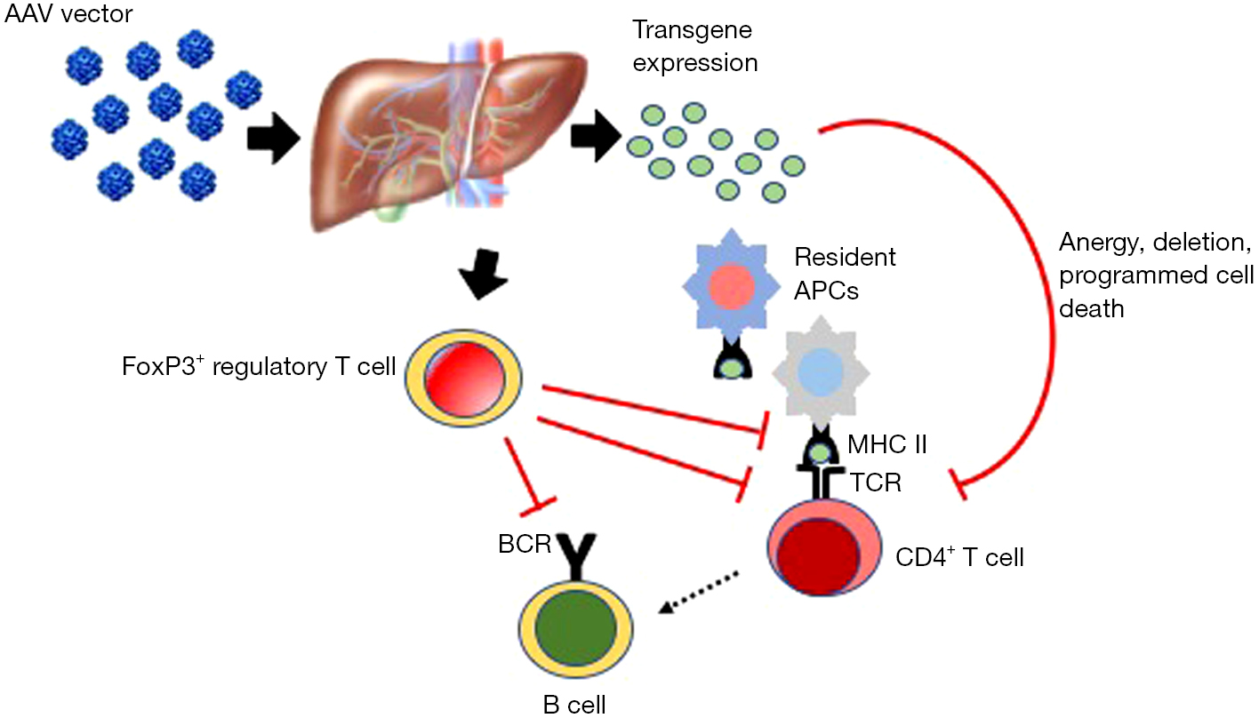 Progress And Challenges Of Gene Therapy For Pompe Disease Ronzitti Annals Of Translational Medicine