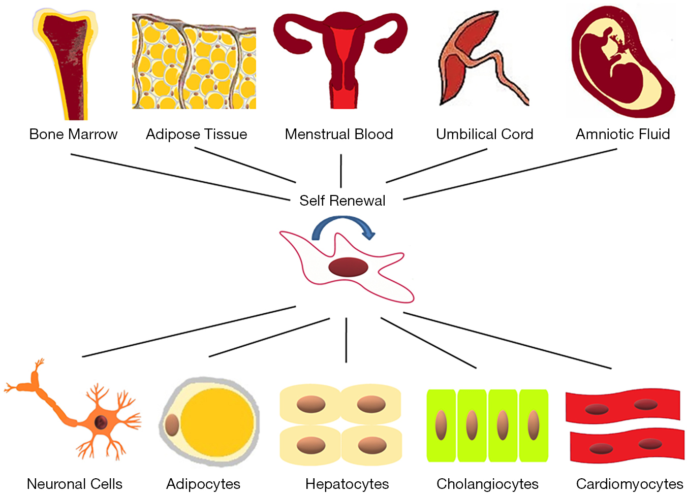 The Clinical Application Of Mesenchymal Stem Cells In Liver Disease The Current Situation And Potential Future Zhang Annals Of Translational Medicine