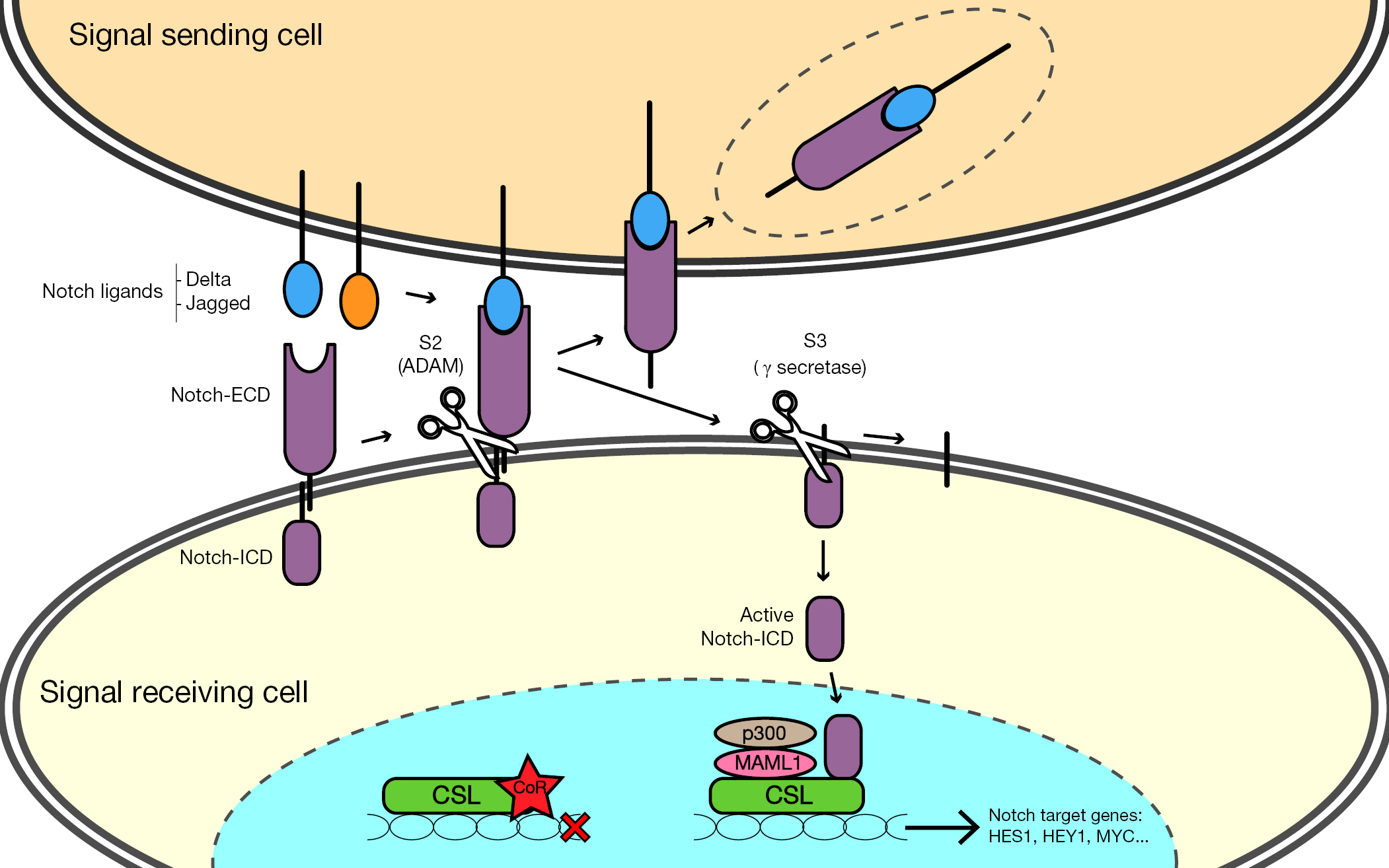 Notch Signalling In Ovarian Cancer Angiogenesis Perez Fidalgo Annals Of Translational Medicine