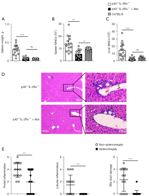The gut microbiome contributes to splenomegaly and tissue