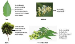 Exploring the therapeutic potential of Neem Azadirachta Indica