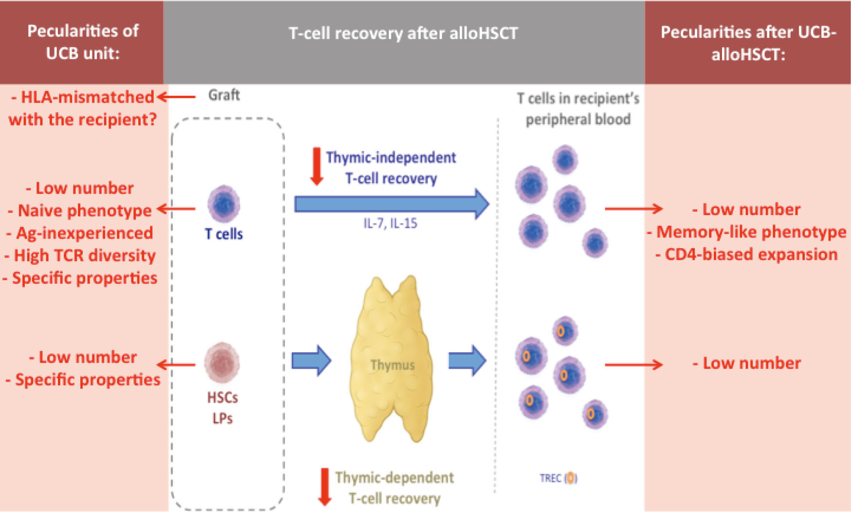 Reconstitution Of Adaptive Immunity After Umbilical Cord Blood Transplantation Impact On Infectious Complications Servais Stem Cell Investigation Umbilical cord blood infusion therapy for brain injuries and disorders. umbilical cord blood transplantation