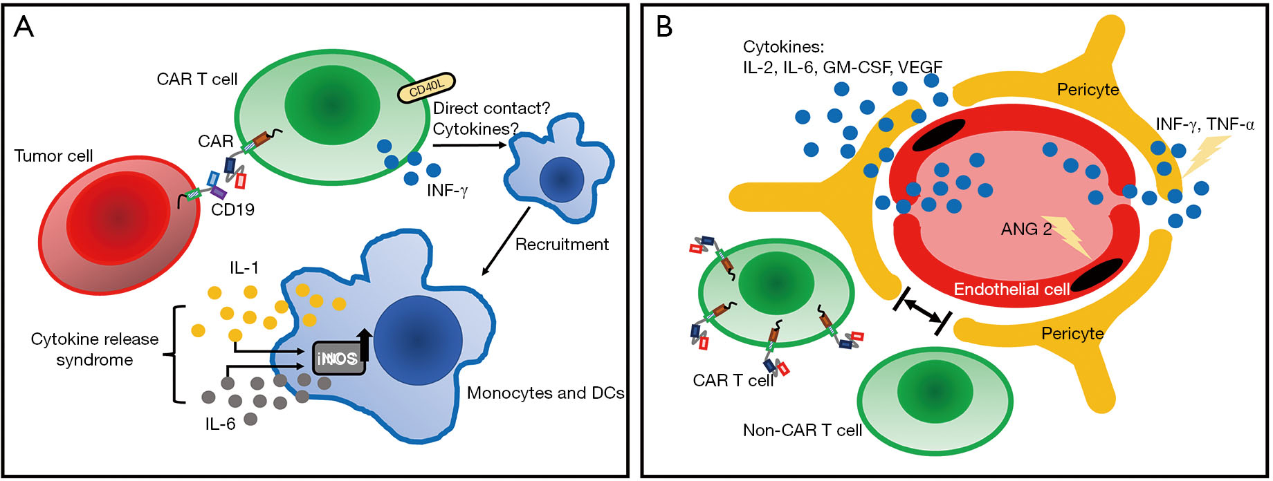 Current Development Of Chimeric Antigen Receptor T Cell Therapy Wang Stem Cell Investigation