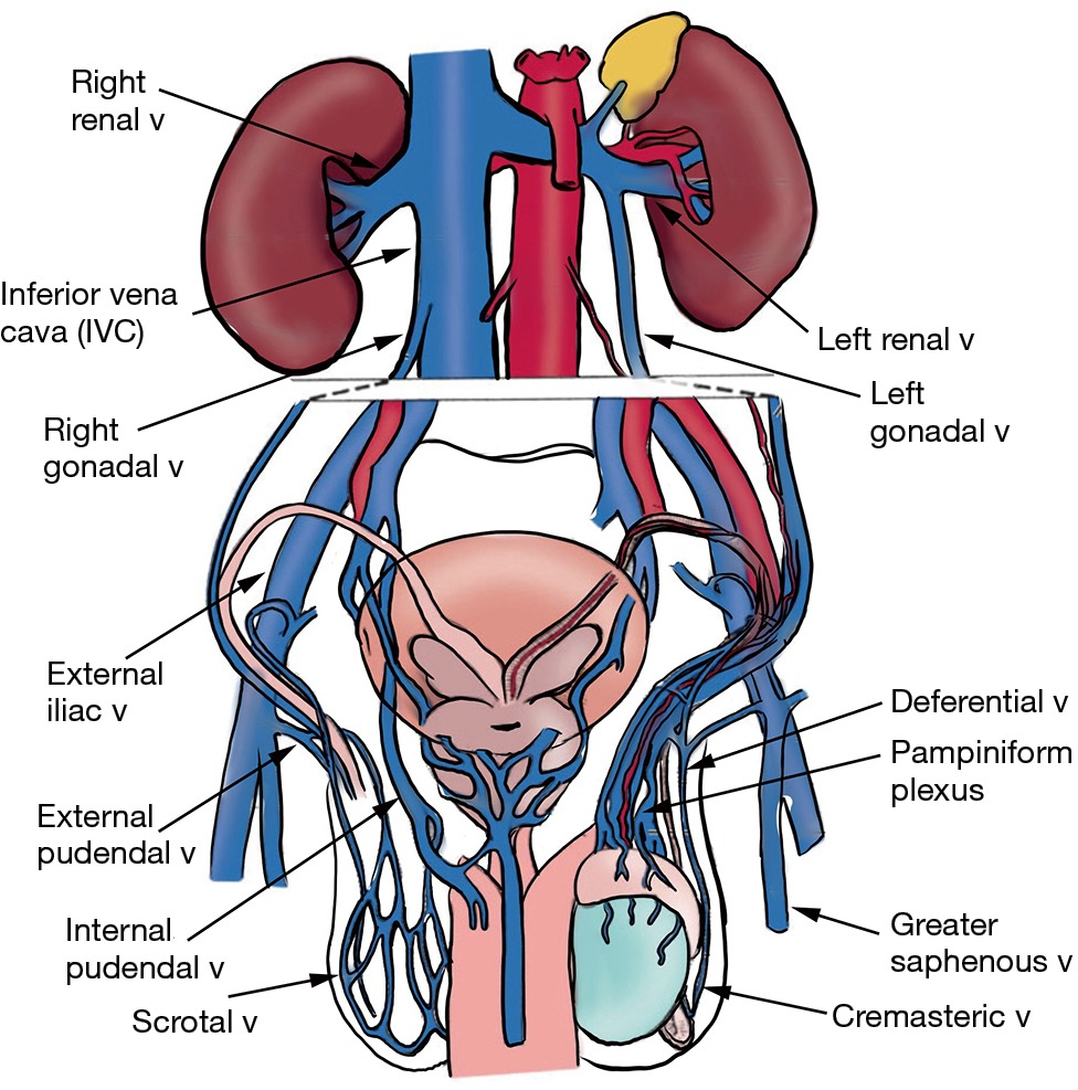 Anatomy and physiology of chronic scrotal pain - Patel - Translational