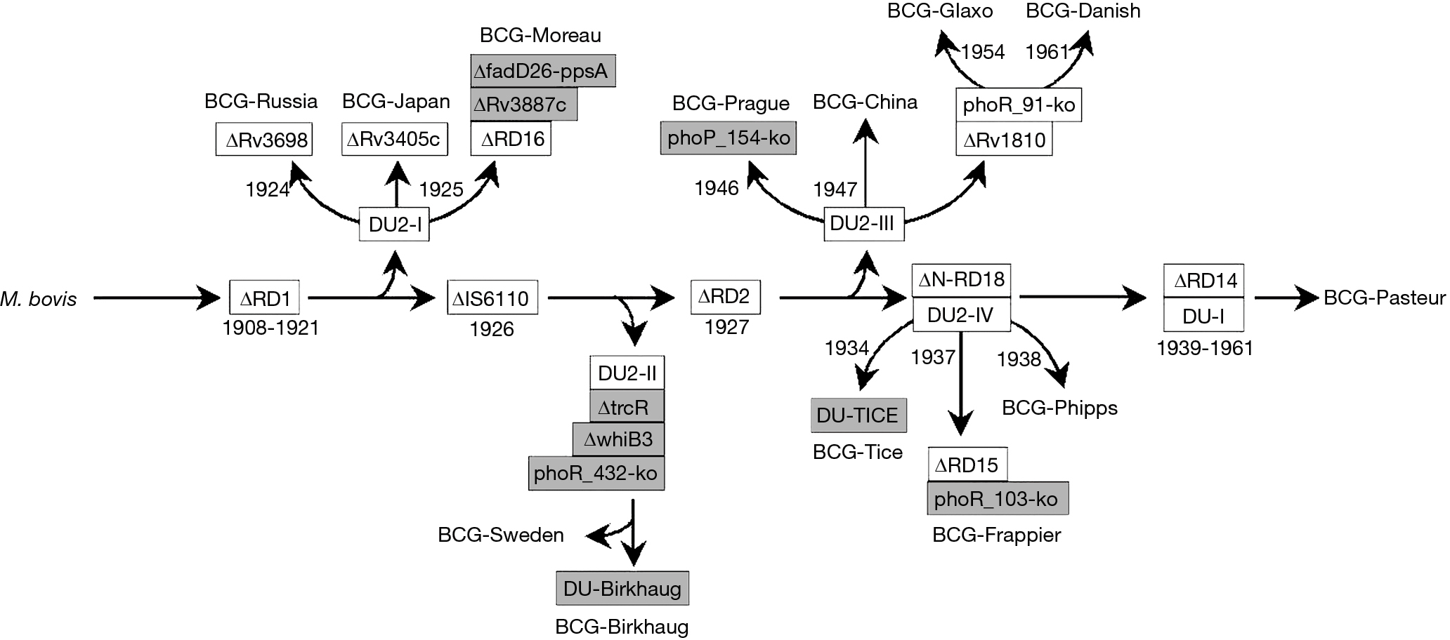 Intravesical bacillus Calmette-Guérin for bladder cancer ...