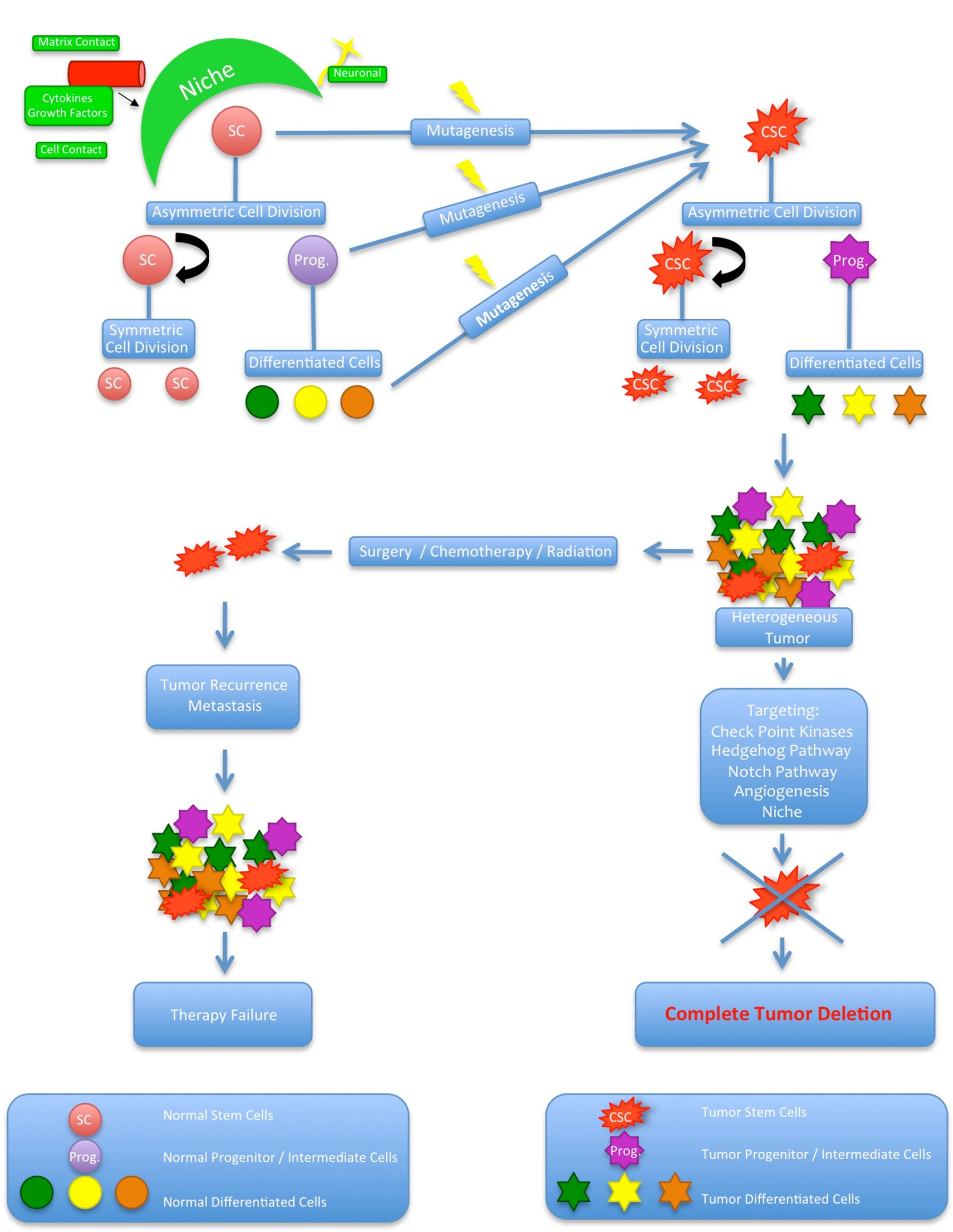 Cancer Stem Cells In Prostate Cancer Moltzahn Translational Andrology And Urology