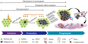 carcinogenesis initiation promotion progression