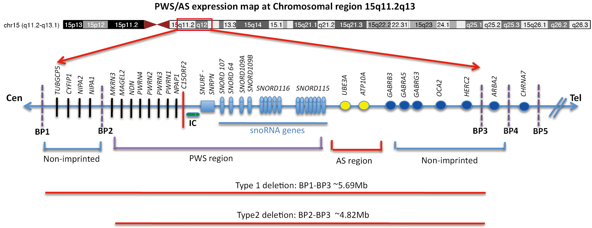 The Dilemma Of Diagnostic Testing For Prader Willi Syndrome Smith Translational Pediatrics