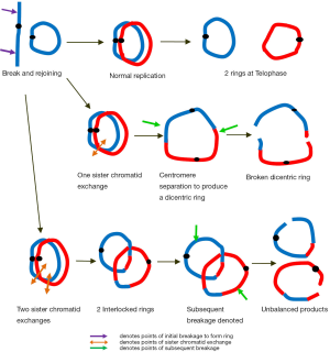 gans Zweet verwarring Autosomal ring chromosomes in human genetic disorders - Yip - Translational  Pediatrics