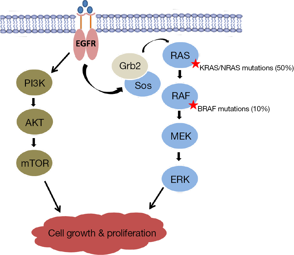 BRAF mutant colorectal cancer as a distinct subset of colorectal cancer